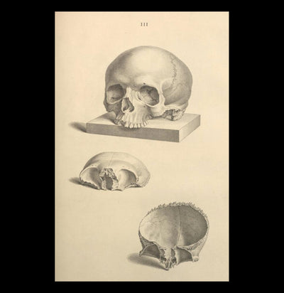 Human Skull Diagram Matte Poster - Paxton Gate