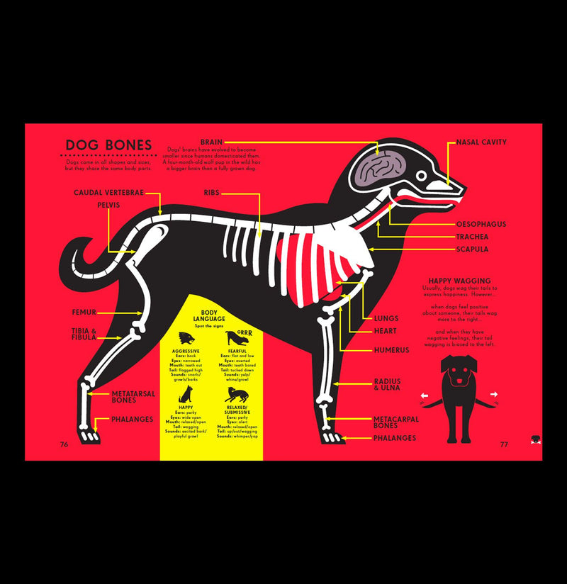 Information Graphics: Animal Kingdom-Books-Penguin Random House-PaxtonGate