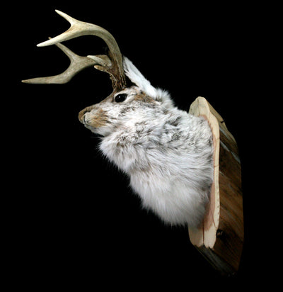 Jackalope Taxidermy Head Mount - Paxton Gate