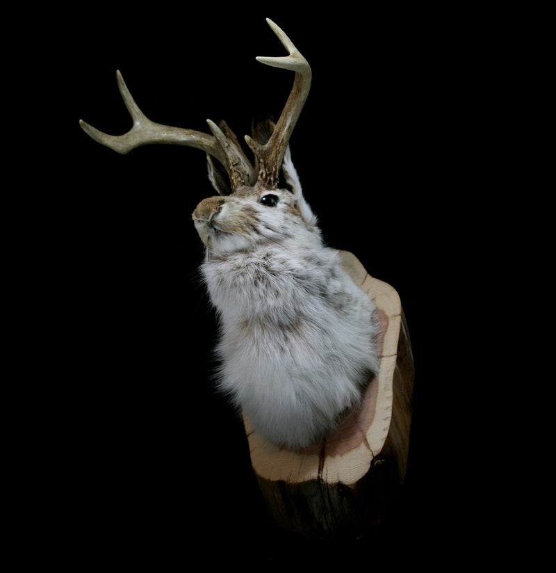 Jackalope Taxidermy Head Mount - Paxton Gate