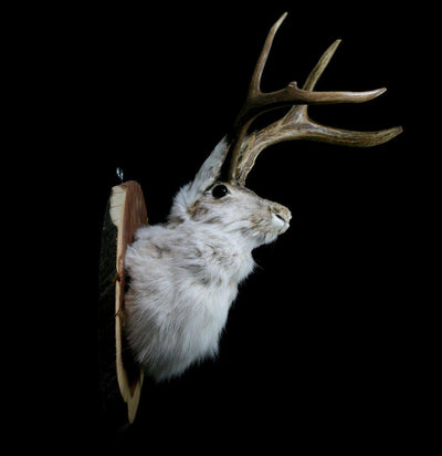 Jackalope Taxidermy Head Mount - Paxton Gate