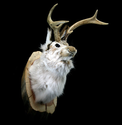 Jackalope Taxidermy Head Mount - Paxton Gate