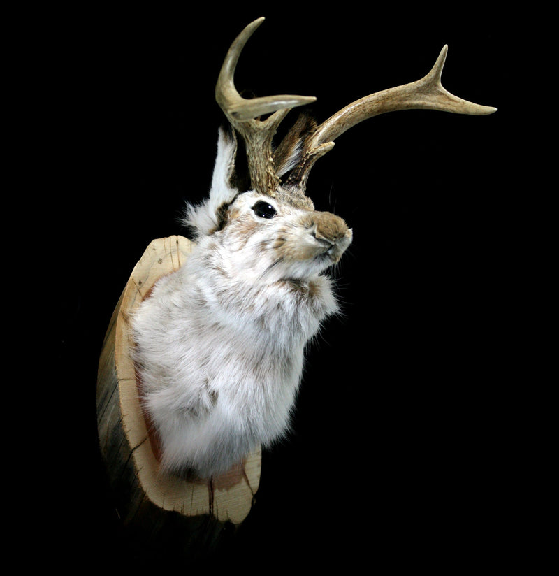 Jackalope Taxidermy Head Mount - Paxton Gate