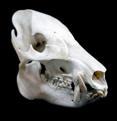 Javelina Skull - Paxton Gate