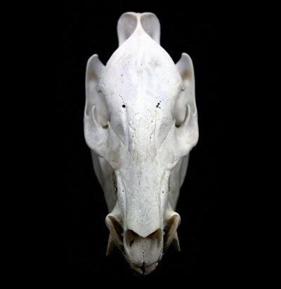 Javelina Skull - Paxton Gate