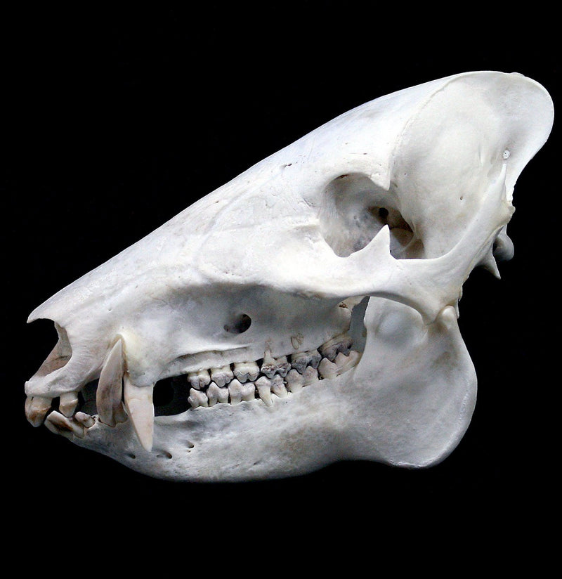 Javelina Skull - Paxton Gate