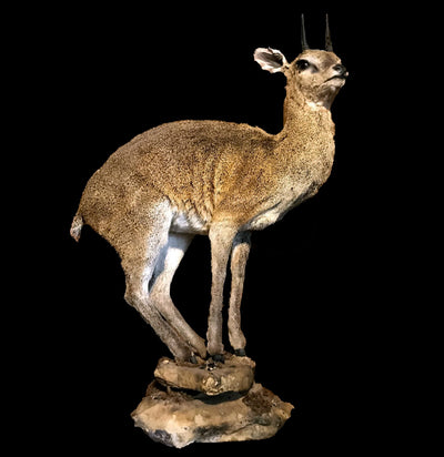 Klipspringer Full Body Taxidermy Mount - Paxton Gate