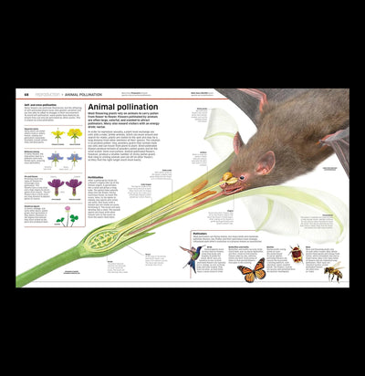 Knowledge Encyclopedia Plants and Fungi-Books-Penguin Random House-PaxtonGate