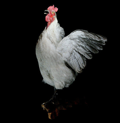 Large White Taxidermy Rooster - Paxton Gate