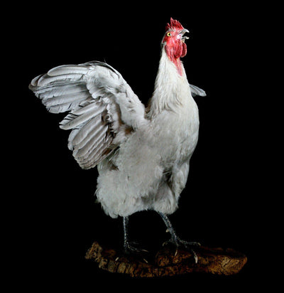 Large White Taxidermy Rooster - Paxton Gate