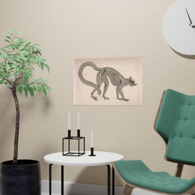 Lemur Skeleton Matte Poster - Paxton Gate