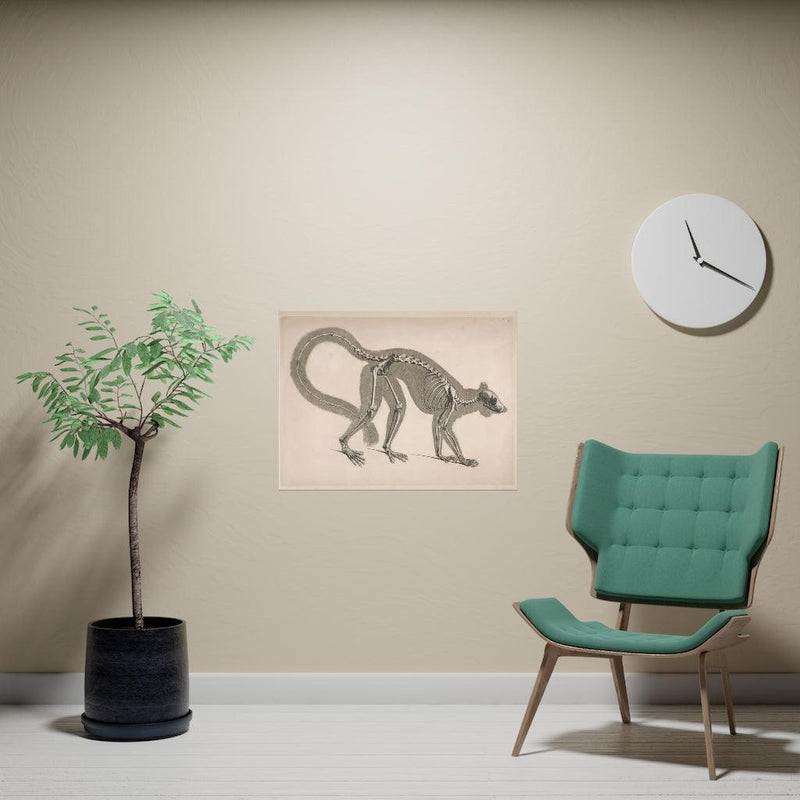 Lemur Skeleton Matte Poster - Paxton Gate