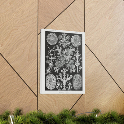 "lichenes flechten" By Ernst Haeckel Canvas Gallery Wraps-Canvas-Printify-PaxtonGate