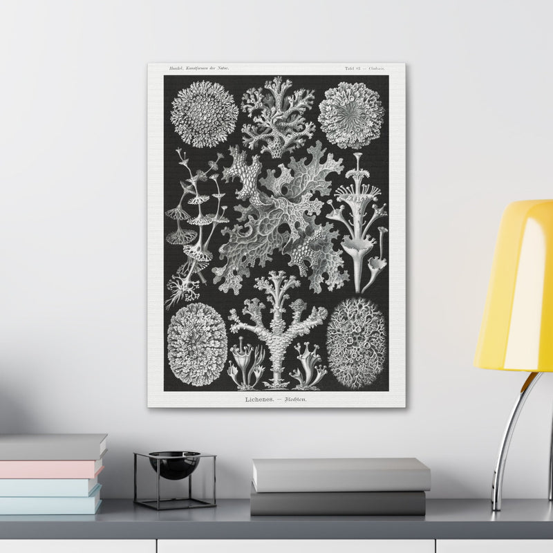 "lichenes flechten" By Ernst Haeckel Canvas Gallery Wraps-Canvas-Printify-PaxtonGate