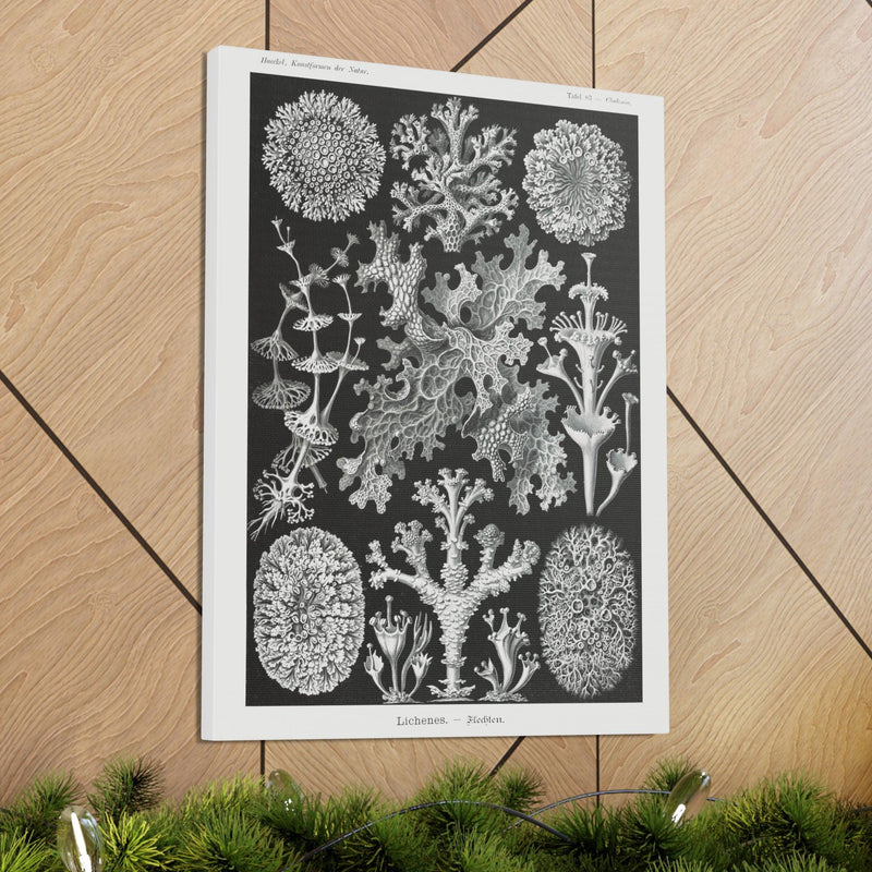 "lichenes flechten" By Ernst Haeckel Canvas Gallery Wraps-Canvas-Printify-PaxtonGate