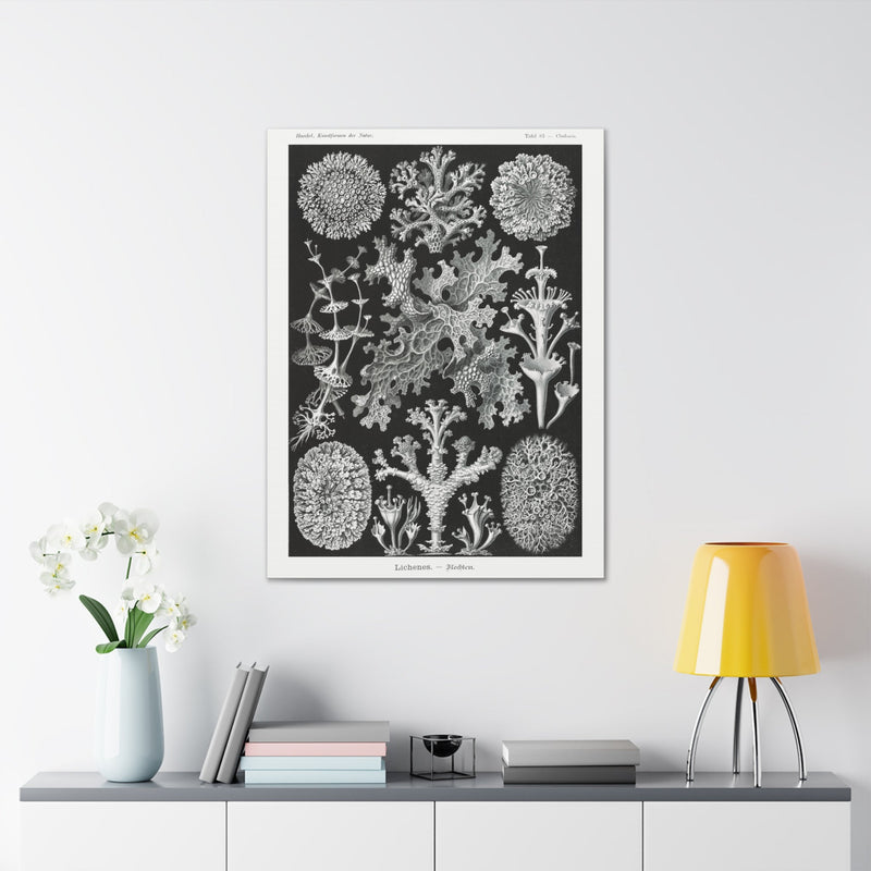 "lichenes flechten" By Ernst Haeckel Canvas Gallery Wraps-Canvas-Printify-PaxtonGate