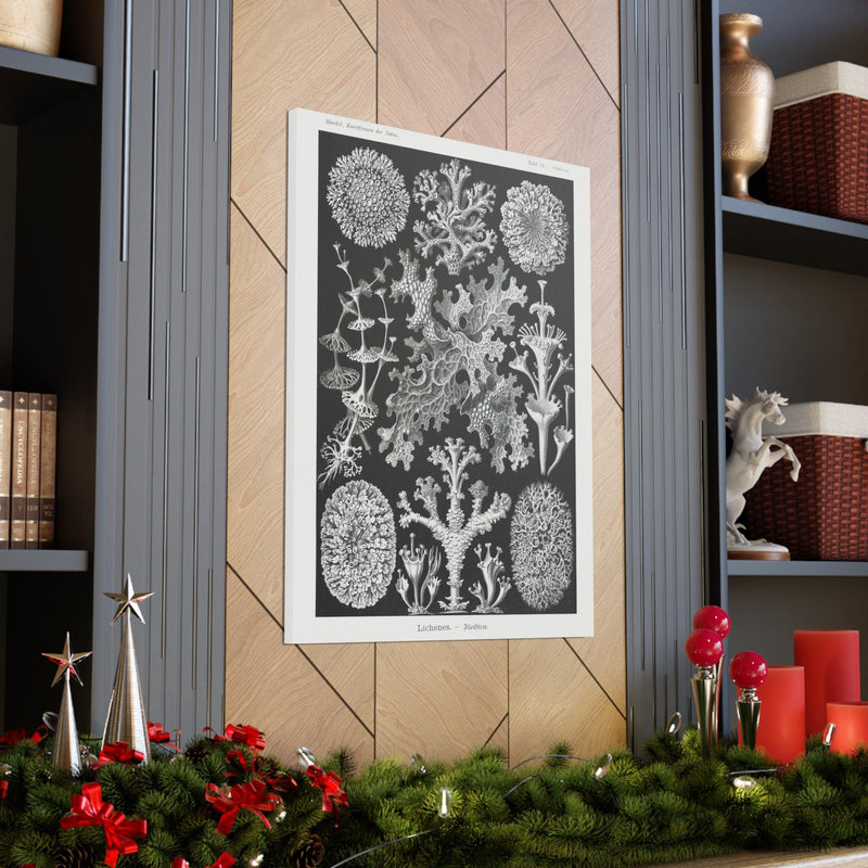 "lichenes flechten" By Ernst Haeckel Canvas Gallery Wraps-Canvas-Printify-PaxtonGate