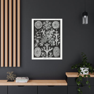 "lichenes flechten" By Ernst Haeckel Canvas Gallery Wraps-Canvas-Printify-PaxtonGate