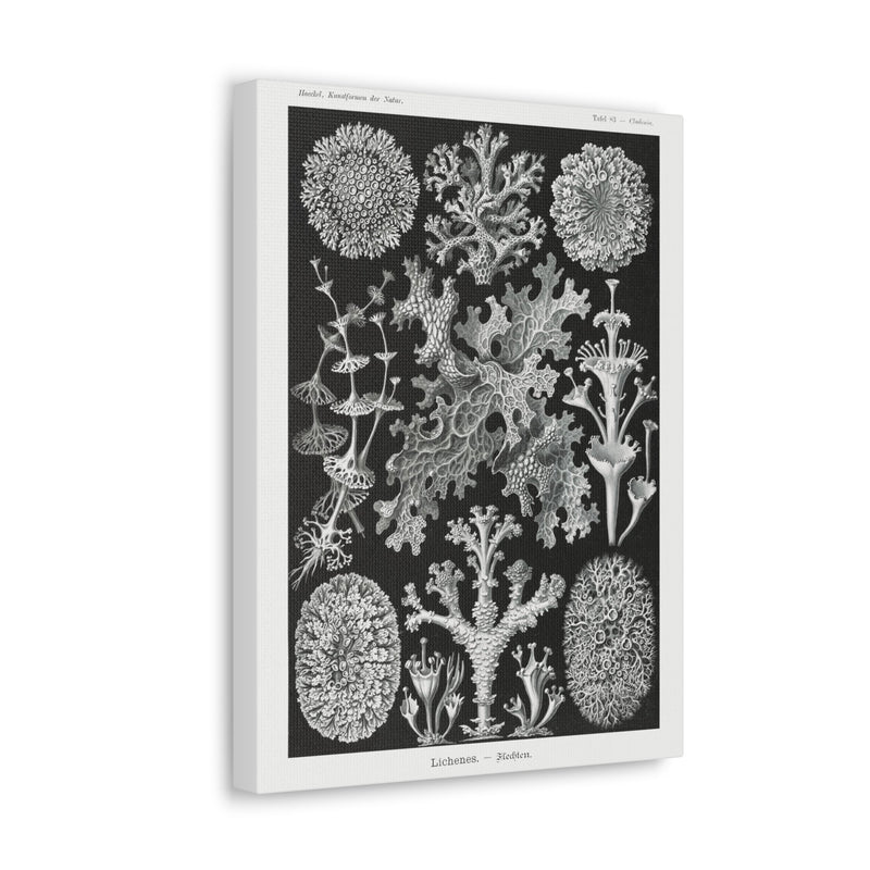 "lichenes flechten" By Ernst Haeckel Canvas Gallery Wraps-Canvas-Printify-PaxtonGate