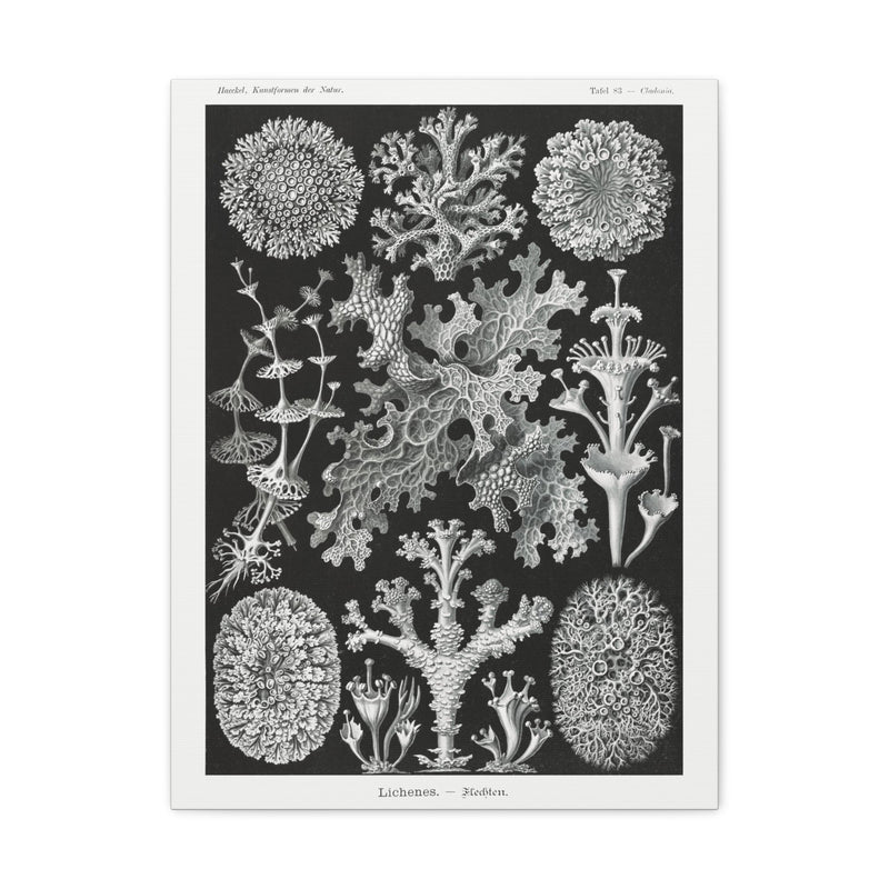 "lichenes flechten" By Ernst Haeckel Canvas Gallery Wraps-Canvas-Printify-PaxtonGate