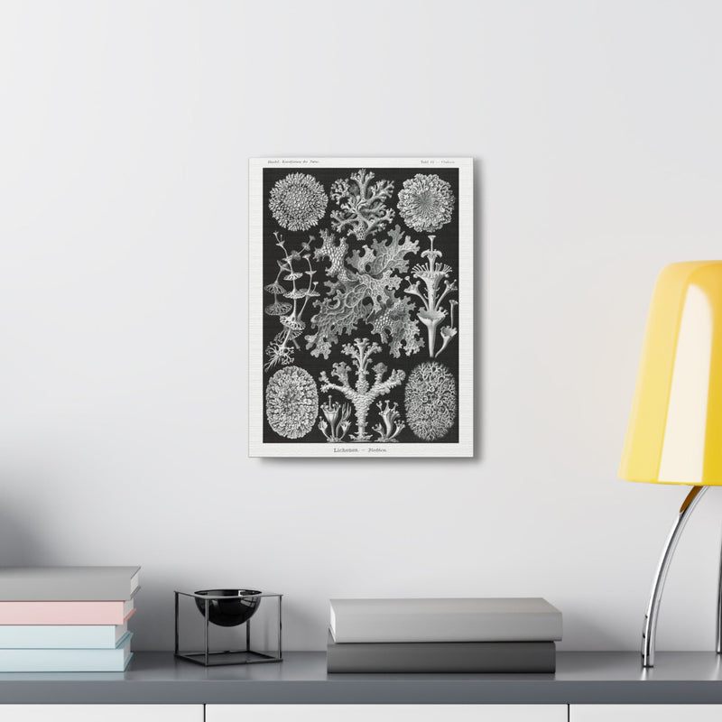 "lichenes flechten" By Ernst Haeckel Canvas Gallery Wraps-Canvas-Printify-PaxtonGate