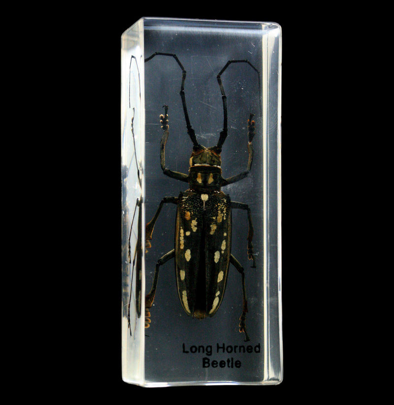 Long Horn Beetle in Acrylic - Paxton Gate