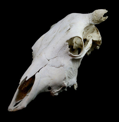 Longhorn Skull - Paxton Gate