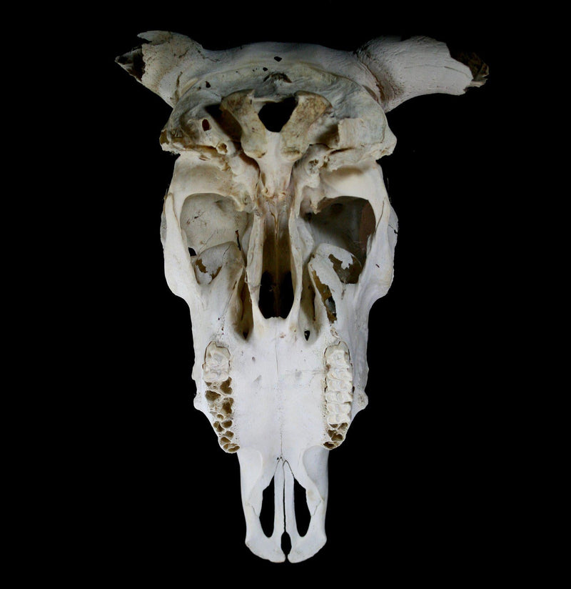 Longhorn Skull - Paxton Gate