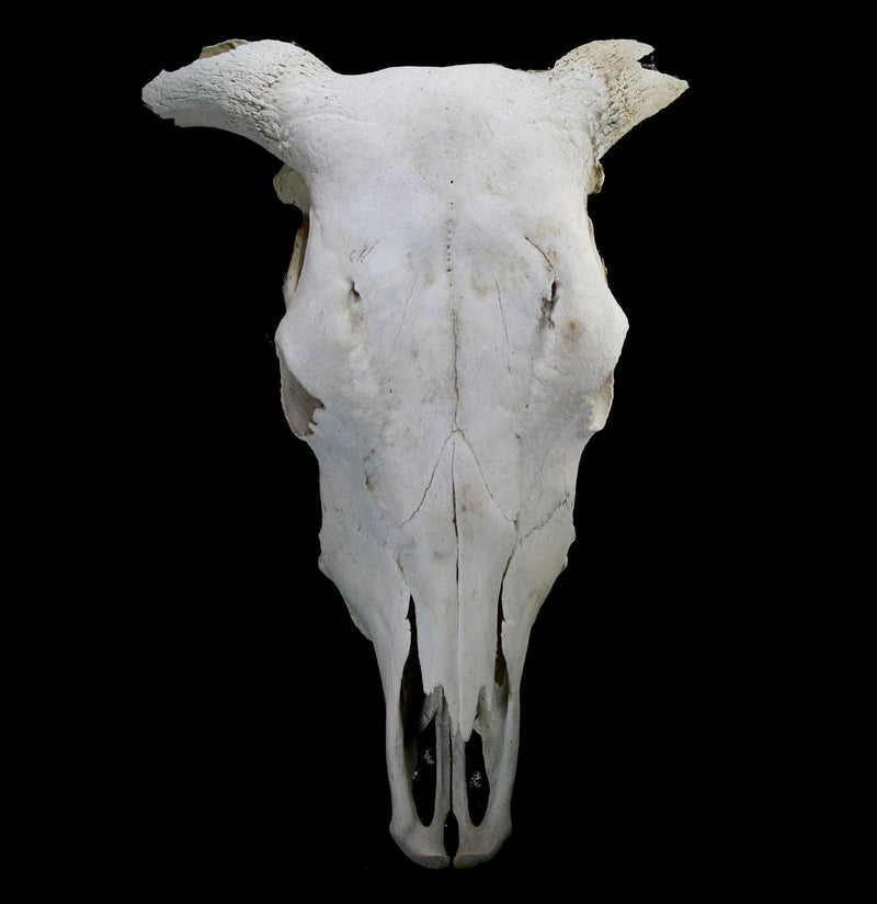 Longhorn Skull - Paxton Gate