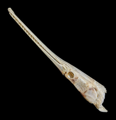 Longnose Gar Skull - Paxton Gate