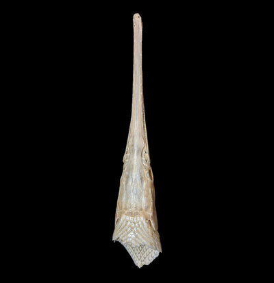 Longnose Gar Skull - Paxton Gate