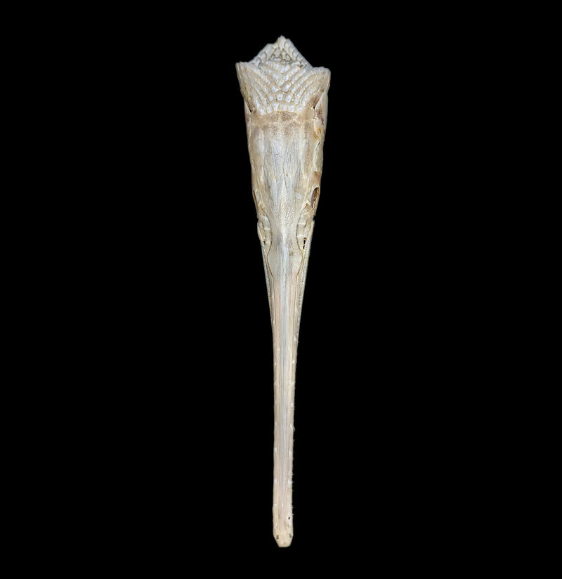 Longnose Gar Skull - Paxton Gate