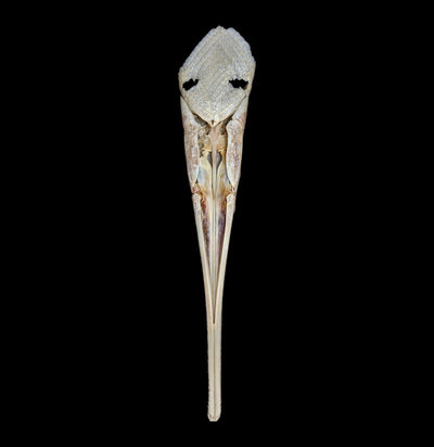 Longnose Gar Skull - Paxton Gate