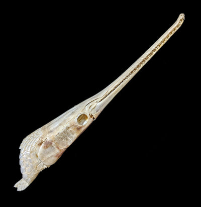 Longnose Gar Skull - Paxton Gate