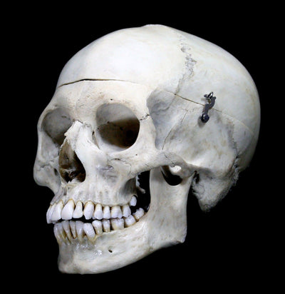 Male Human Skull - Paxton Gate