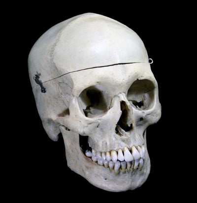 Male Human Skull - Paxton Gate