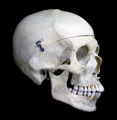 Male Human Skull - Paxton Gate