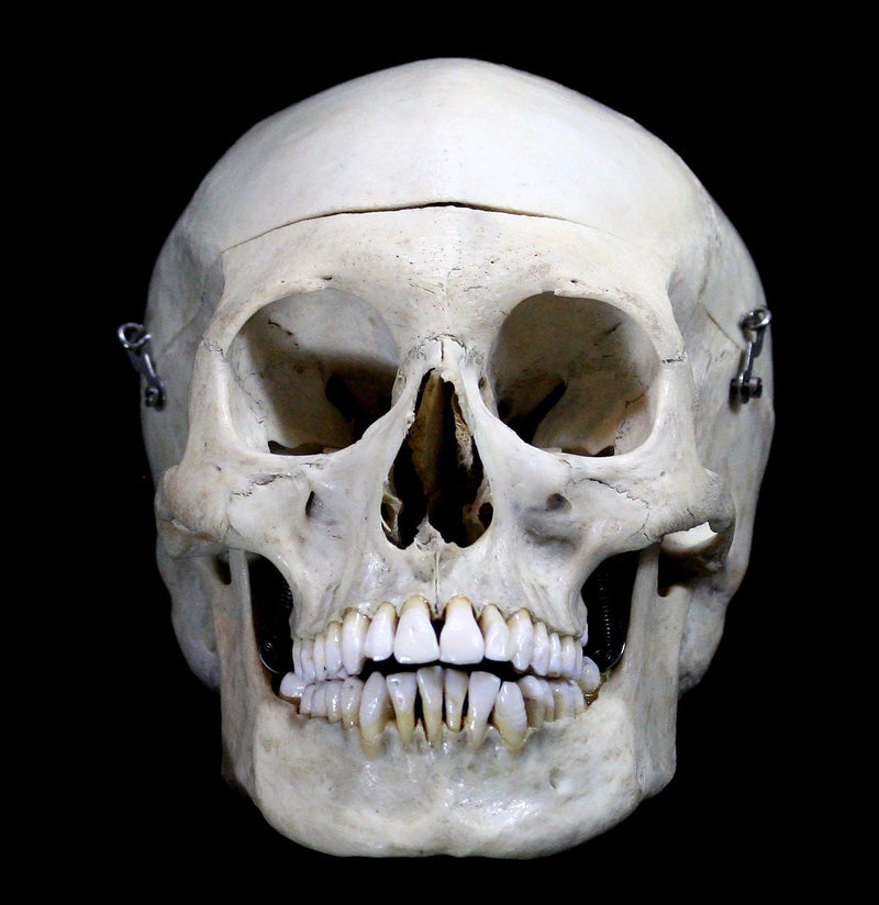 Male Human Skull - Paxton Gate