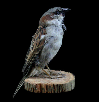 Male Sparrow Taxidermy - Paxton Gate