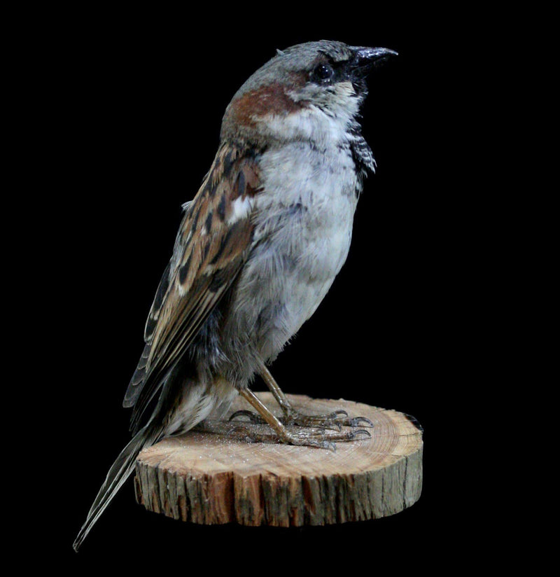 Male Sparrow Taxidermy - Paxton Gate