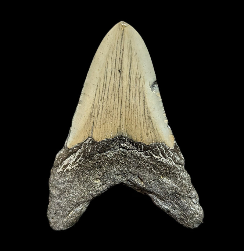 Megalodon Tooth Specimen 