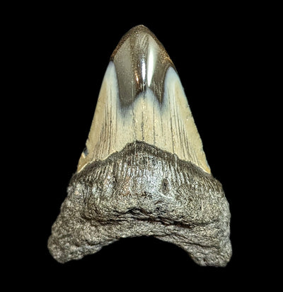 Megalodon Tooth Specimen #44-Fossils-JT Shark Teeth Co-PaxtonGate