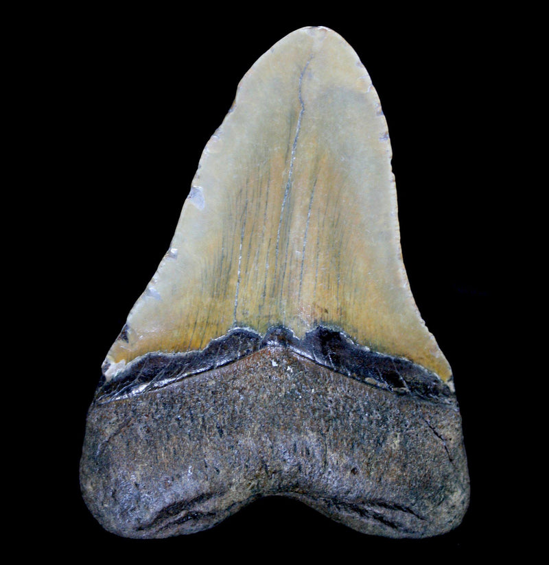 Megalodon Tooth Specimen 