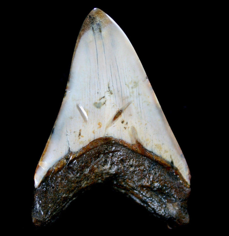 Megalodon Tooth Specimen 