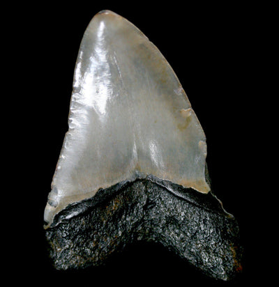 Megalodon Tooth Specimen #16 - Paxton Gate