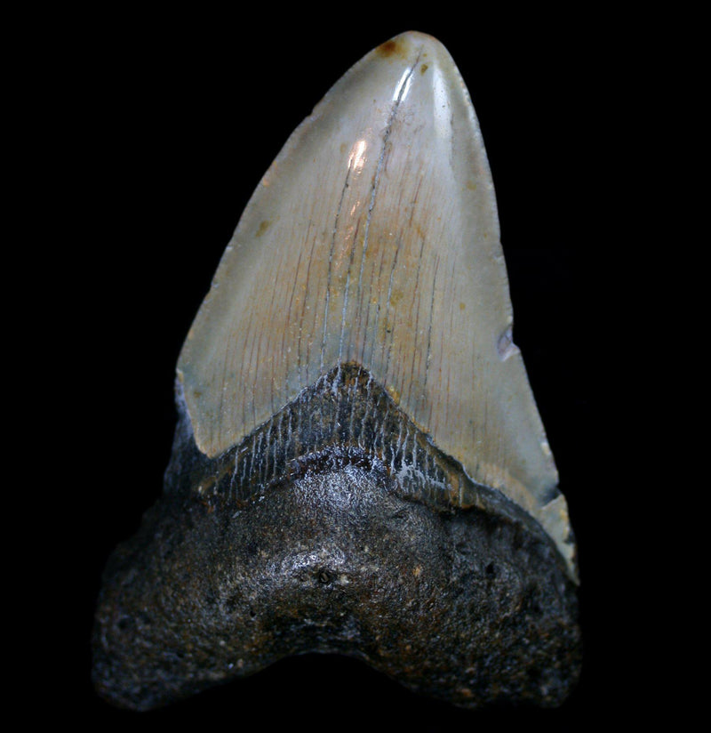 Megalodon Tooth Specimen 