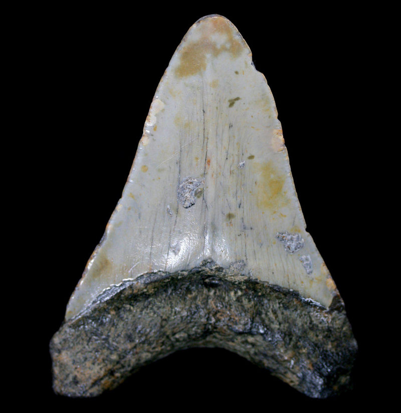 Megalodon Tooth Specimen 