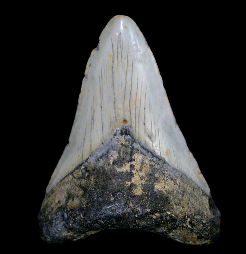 Megalodon Tooth Specimen 