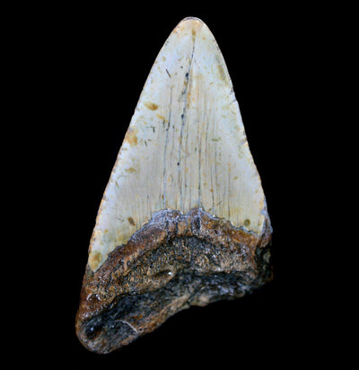 Megalodon Tooth Specimen #25 - Paxton Gate