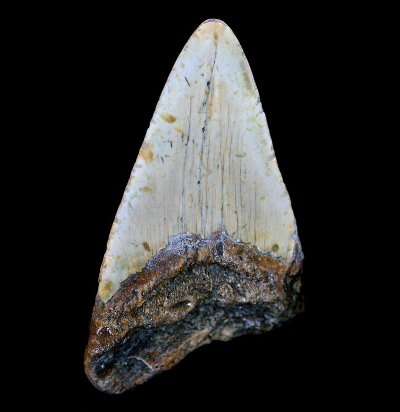 Megalodon Tooth Specimen 